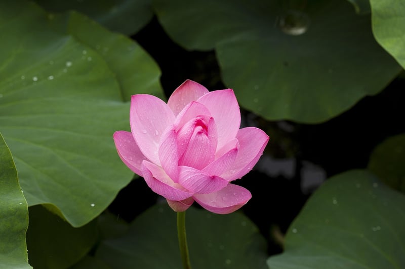 Crystal Lotus
