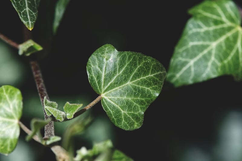 Glowroot Vine