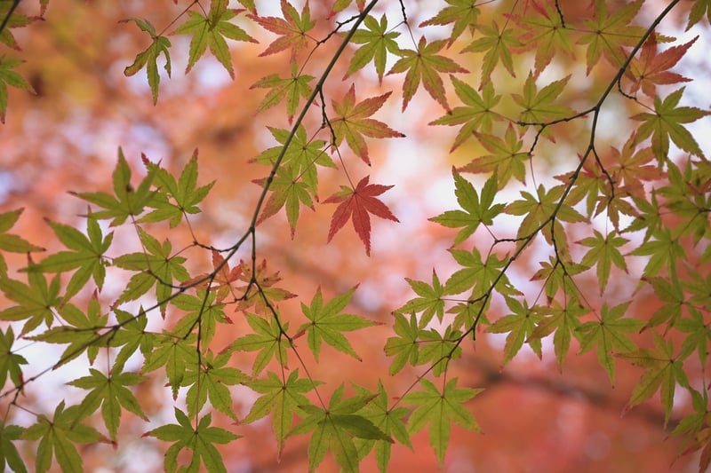 Japanese Maple Tree